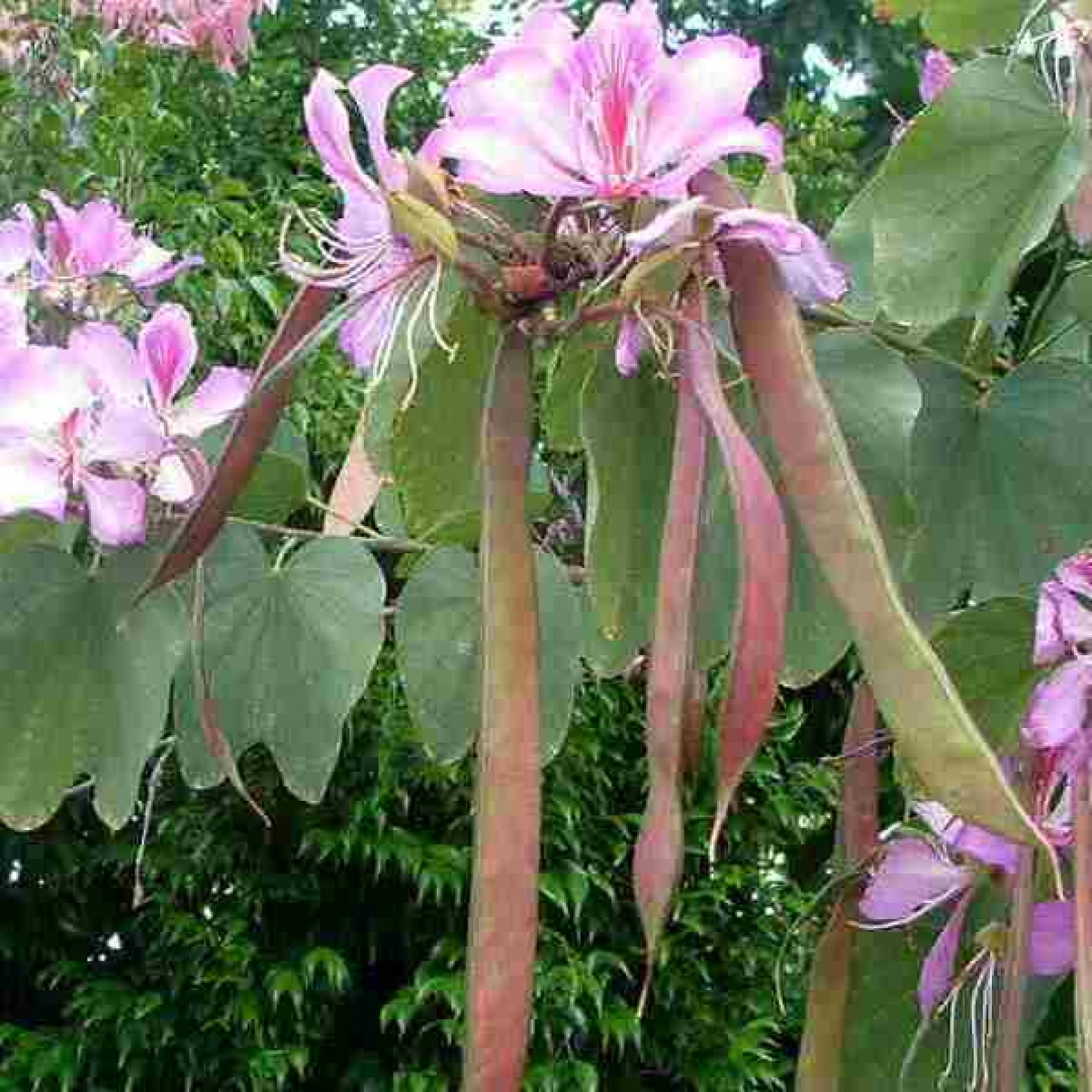 Bauhinia variegata (Баухиния пестрая)